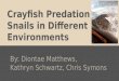 Crayfish Predation on Snails in Different Environments
