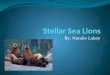 Stellar Sea Lions