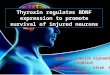 Thyroxin regulates bdnf expression to promote survival of