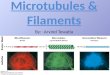 Microtubules & filaments.pptx 2