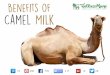 Benefits of Camel Milk