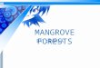 Natural vegetation and wildlife-Mangrove trees