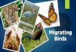 migrating animals
