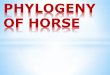 Phylogeny of horse
