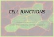Epithelial CELL JUNCTIONS /endodontic courses