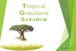 Tropical Grasslands - Savanna
