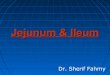 Jejunum & Ileum (Anatomy of the Abdomen)