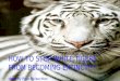 Copy of help to stop white tigers from becoming extinct!!!