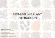 Final pest legume plant interaction