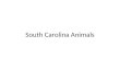 South Carolina Animals