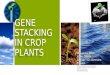gene stacking in crop plants final