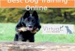 Best dog training online