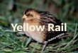 Yellow rail
