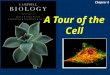 Chapter 06 A Tour of the Cell
