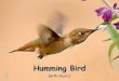 Humming Birds Copy 1216094070060575 8
