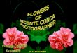 Flowers  Of Vicente Conca  Photographer