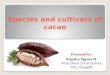 Species and cultivars of cacao