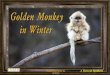 Golden Monkeys in Winter