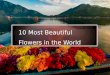 10 Most Beautiful Flowers in the World | World Flowers list |  Beautiful Flowers on Earth