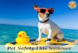 Pet Safety this Summer