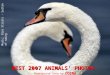 Best 2007 Animals  Photos