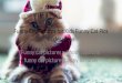 Funny Cat Pictures for Kids Funny Cat Pics Widescreen