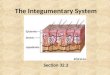The Integumentary System Section 32.3. Functions Protection Temperature Regulation Excretion Information Gathering Vitamin D Production