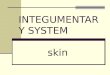 INTEGUMENTARY SYSTEM skin Components of the integumentary system Skin Hair Nails Glands