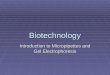 Biotechnology Introduction to Micropipettes and Gel Electrophoresis