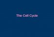 The Cell Cycle. When do cells divide? Reproduction Replacement of damaged cells Growth of new cells In replacement and growth cell divisions how should