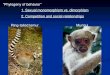 Ring-tailed lemurMuriqui 1. Sexual monomorphism vs. dimorphism 2. Competition and social relationships “Phylogeny of behavior”