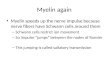 Myelin again Myelin speeds up the nerve impulse because nerve fibers have Schwann cells around them – Schwann cells restrict ion movement – So impulse