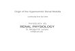 RENAL PHYSIOLOGY Origin of the Hyperosmotic Renal Medulla