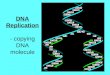 DNA Replication - copying DNA molecule. Why does DNA need to copy? Every time a cell divides (mitosis), an EXACT copy of DNA must go into new cells! Growth