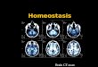 Homeostasis Brain CT-scan Importance of Homeostasis in Mammals  metabolic reactions are controlled by enzymes  enzymes work best in a narrow range