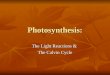 Photosynthesis: The Light Reactions & The Calvin Cycle