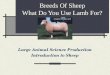 Breeds Of Sheep What Do You Use Lamb For? Large Animal Science Production Introduction to Sheep
