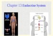 11 - 1 Chapter 13 Endocrine System. 11 - 2 11 - 3