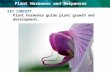 KEY CONCEPT  Plant hormones guide plant growth and development