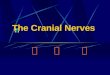 The Cranial Nerves 脑 神 经