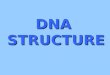 DNA STRUCTURE. Where is DNA located? Prokaryotic vs Eukaryotic