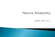 Neuro Anatomy أ.د.عبد الجبار الحبيطي