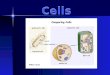 Cells Types of Cells prokaryotes no organelles bacteria cells eukaryotes organelles animal cells plant cells also fungus & protist cells