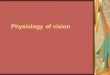 Physiology of vision. Diapasone of the visible light