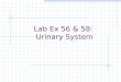 Lab Ex 56 & 58: Urinary System. KIDNEY Renal capsule