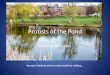 Protists of the Pond Joanne Johnson You won’t believe what’s underneath the surface…