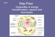 Day Four Organelles of energy transformation, support and locomotion. Caylor