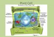 Plant Cell. Nucleus Control Center Contains nearly all DNA – instructions for making proteins and other important molecules Surrounded by nuclear envelope/membrane