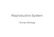 Reproductive System Human Biology. The reproductive system becomes active after puberty. During puberty the reproductive organs mature to create a fertile