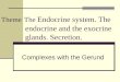 Theme The Endocrine system. The endocrine and the exocrine glands. Secretion. Complexes with the Gerund